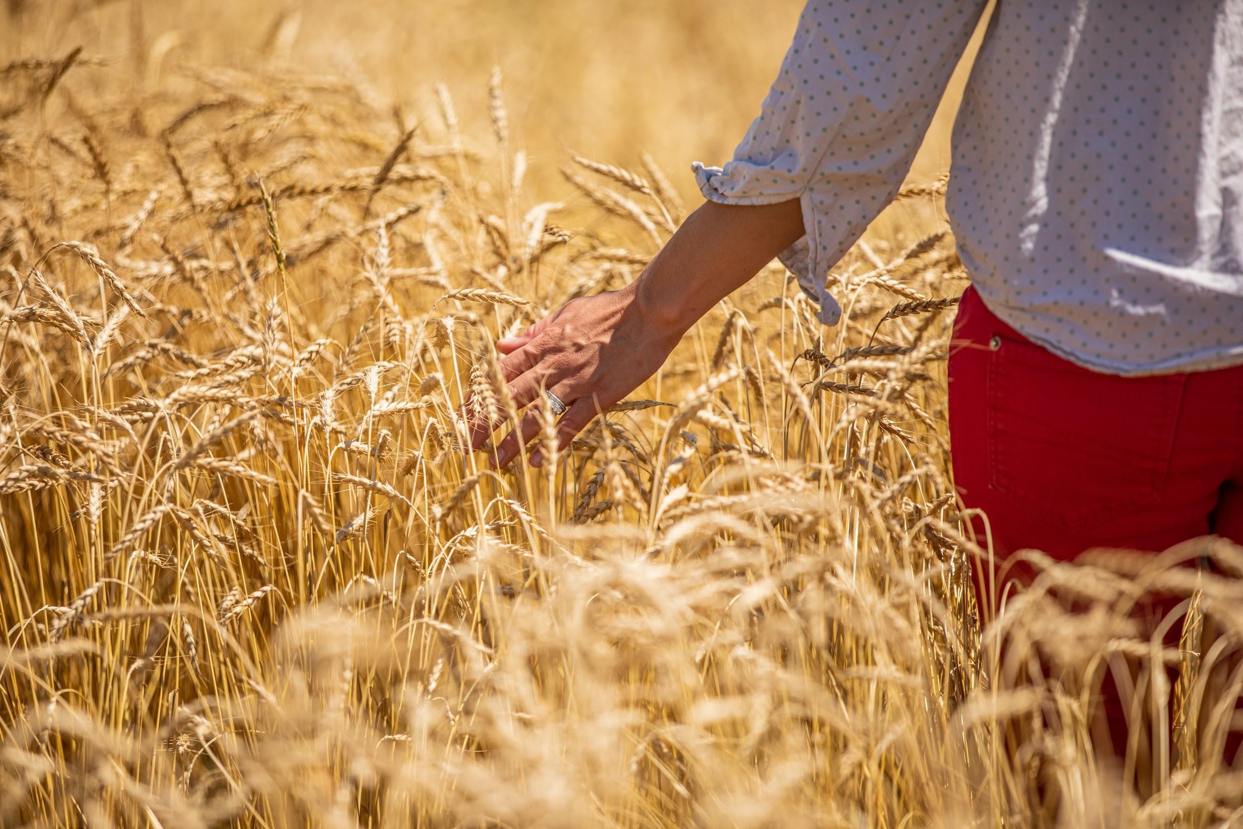 wheat-person
